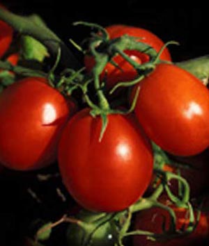 پرورش گوجه فرنگی