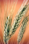 برآورد پارامترهای مدل نمایی روند انباشت ماده خشک و نیتروژن در دانه ژنوتیپ های گندم بهاره با استفاده از روش وایازی خطی