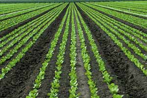 سرمایه گذاری در کشاورزی برای امنیت غذایی