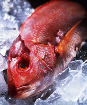 روشهای نگهداری ماهی در مخازن آب سرد
