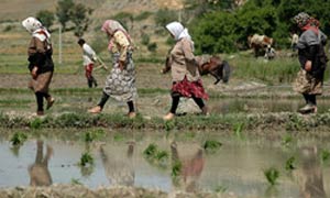 زنان روستایی در تحقیقات نادیده گرفته می‌شوند