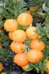 بهینه‌سازی فرآیند استخراج روغن‌‌های اساسی پوست تازه میوه نارنج با روش استخراج با کربن دی اکسید فوق بحرانی