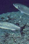 مطالعه بافت شناسی مراحل مختلف رسیدگی تخمدان در ماهی کفال خاکستر(Mugil cephalus) در مرکز تکثیر و پرورش ماهی و میگوی کمیشان