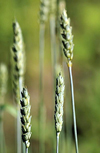 بررسی پایداری عملکرد دانه و شاخص برداشت در ژنوتیپ های گندم نان (.Triticum aestivum L) زمستانه و بینابین