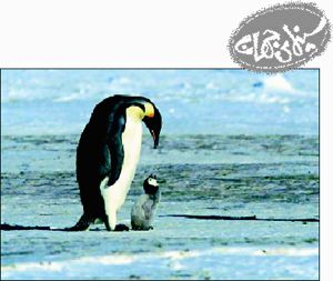زندگی به روایت پنگوئن ها