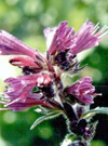 بررسی تاثیر د‌ور آبیاری بر عملکرد‌ گل گاوزبان ایرانی Echium amoenum Mey & Fisch
