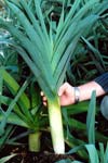 بررسی تنوع ژنتیکی توده های تره ایرانی (Allium ampeloprasum) با استفاده از نشانگر رپید (RAPD)