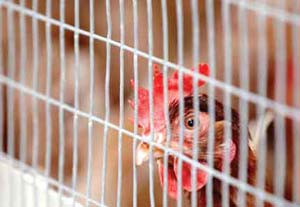 آنفلوآنزای مرغی همچنان جهان را تهدید می کند
