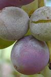 اثر شرایط محیطی روی رهاشدن، جوانه زنی و بیماری زایی آسکوسپورهای Uncinula necator عامل بیماری سفیدک سطحی انگور