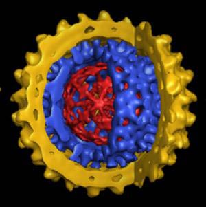 آنچه باید درباره ورم کبد یا هپاتیت ویروسی بدانیم
