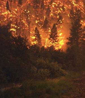 پارک ملی تندوره در آتش سوخت