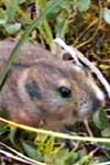 مطالعه ایمیونوهیستوشیمی سلولهای بتای جزایر لانگرهانس پانکراس موشهای صحرایی دیابتی معالجه شده با محلول خوراکی وانادیل سولفات