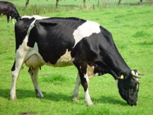 نکات کاربردی در مدیریت تغذیه ای گاوهای شیری