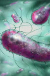 بررسی فراوانی فیمبریه F۵ در باکتری های E.coli جدا شده از گوساله‌های مبتلا به اسهال در شهرستان اراک