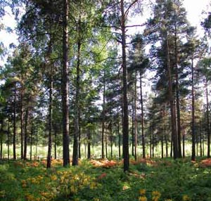 جنگلداری و اکوتوریسم