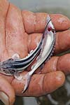 تاثیر وزن بر قابلیت تطابق و تنظیم یونی در بچه ماهیان آزاد دریای خزر (Salmo trutta caspius)