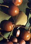 بررسی تغییرات فصلی فلاونوییدهای گیاه .Ginkgo biloba L کاشته شده در ایران