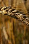 تاثیر کوچکی و پراکندگی واحدهای تولیدی بر هزینه های تولید، مطالعه موردی گندم آبی در آذربایجان غربی