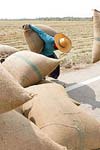 عوامل‌ مؤثر بر میزان‌ عرضه‌ برنج‌ در کشور