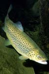 تاثیر وزن بر قابلیت تنظیم اسمزی در بچه ماهیان آزاد دریای خزر (Salmo trutta caspius)