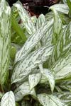 بررسی امکان بهره گیری از ضایعات سلولزی به عنوان جایگزین پیت ماس در بستر کشت گیاه برگ زینتی آگلونما (Aglaonema commutatum Cv. Silver Queen)