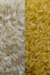 بررسی شاخص‌های انتخاب در ارقام برنج