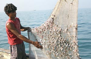 سیستم مدیریت ایمنی در بنادر ماهیگیری
