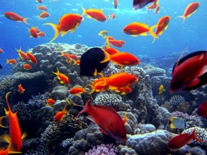 بررسی چگونگی تنفس ماهی در آب