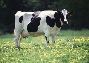 وضعیت بدنی در گاوهای شیری