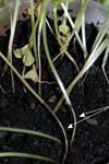 بررسی تاثیر سودوموناسهای فلورسنت روی قارچ Pythium ultimum Trow عامل پوسیدگی بذر لوبیا