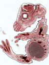 تمایز سلول‌های بنیادی جنینی موشی به رده مگاکاریوسیتی در محیط کشت عاری از لایه تغذیه کننده