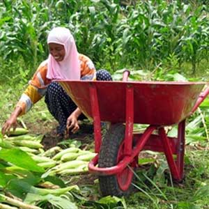 زنان و عوامل مؤثر در کشاورزی پایدار