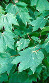 مطالعه جوانه زنی و راندمان تولید نهال بذور افرا (.Acer velutinum Boiss) جمع آوری شده از ۱۱ رویشگاه در جنگل های مازندران