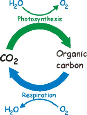 فتوسنتز Photosynthesis