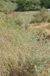 بررسی تاثیر اسانس گیاه درمنه (Artemisia sieberi) بر زخم های حاصل از لیشمانیا ماژور در موش BALB/c