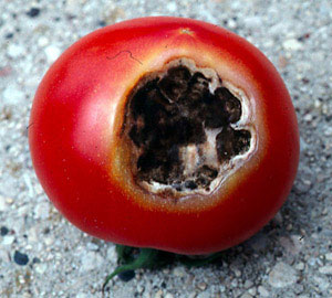 بیماری های فیزیو لوژیک گوجه فرنگی