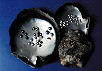تکثیر و بازسازی ذخایر صدف مروارید ساز لب سیاه