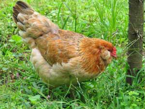 انرژی مورد نیاز در مرغ تخمگذار تجاری و تاثیر آن بر عملکرد