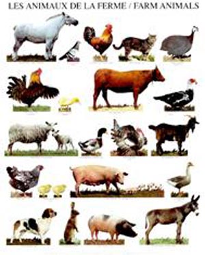 رفتارشناسی حیوانات