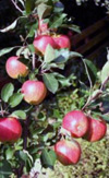 تحلیل مقایسه‌ای کارائی فنی واحدهای پرورش سیب درختی به روش‌های تیمر