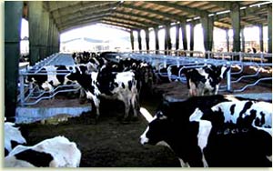 کاهش تنش حرارتی گاوهای شیری با متعادل کردن جیره