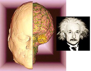 تفاوت مغزها و مغز انیشتین