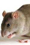 بررسی اثرات محدودیت کالری و نقش نیتریک اکسید در وضعیت همودینامیک موش‌های صحرایی نرمال و دیابتی شده توسط استرپتوزوسین