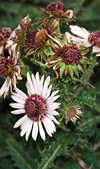 تنوع گونه های گیاهی ناحیه کوهستانی اوین - درکه