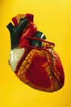 طرح قلب سالم: ارتقا سلامت قلب از دوران کودکی
