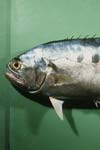 شاخصهای رشد و میزان مرگ و میر ماهی سارم (Scomberoides commersonnianus) در سواحل جنوب شرقی ایران