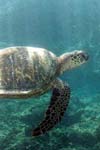 بررسی برخی صفات زیستی لاک پشت های دریایی در جزیره هرمز و هنگام