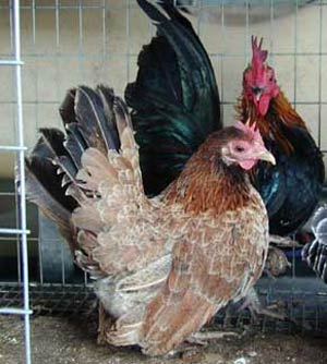 چرا مرغهای کور بیشتر تخم می گذارند؟