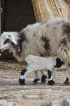 تخمین روندهای فنوتیپی، ژنتیکی و محیطی برخی از صفات مربوط به رشد در گوسفند بختیاری