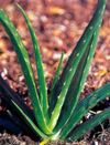 مروری بر جنبه های مختلف گیاه صبر زرد دارویی .Aloe vera (L.) Burm. f
